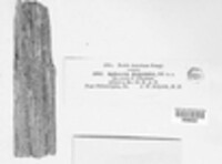 Monascostroma eckfeldtii image
